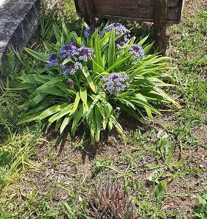 بيت للعطل Leone