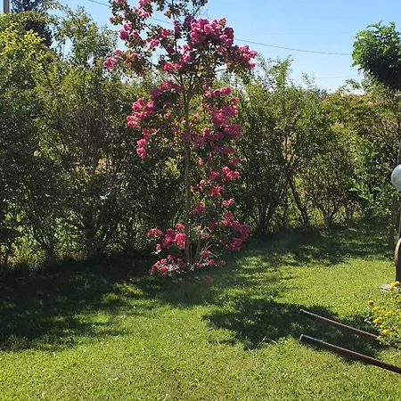 Leone * פיסטיצ'י